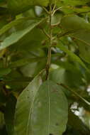 Image of Actinodaphne quinqueflora (Dennst.) M. R. Almeida & S. M. Almeida