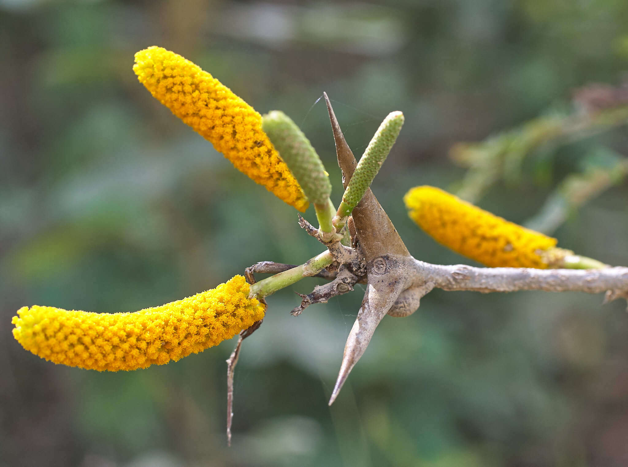 Image of bull horn acacia