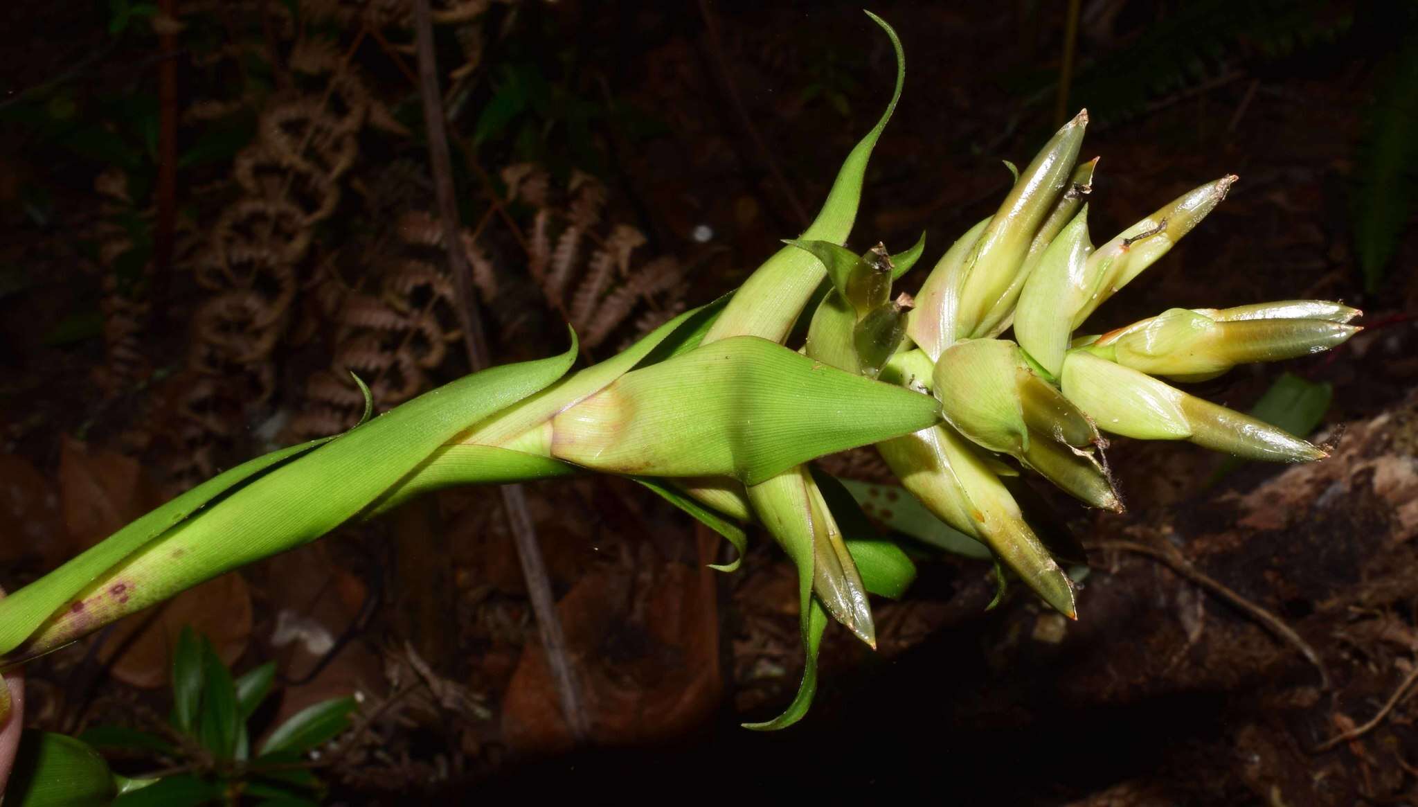 Tillandsia biflora Ruiz & Pav. resmi