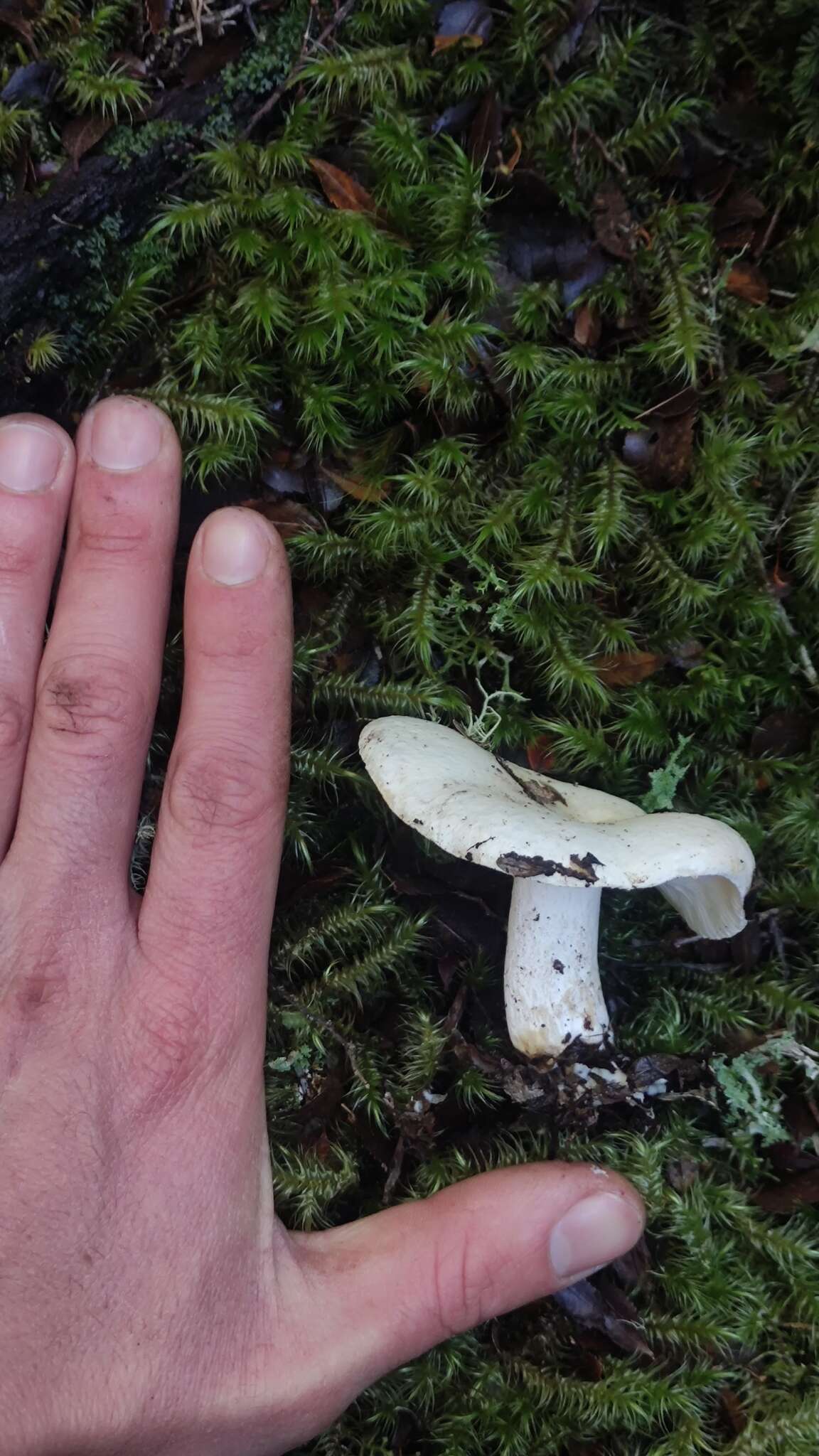 Image of Russula fuegiana Singer 1950