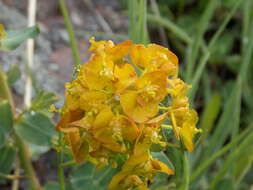 Image of Euphorbia iberica Boiss.