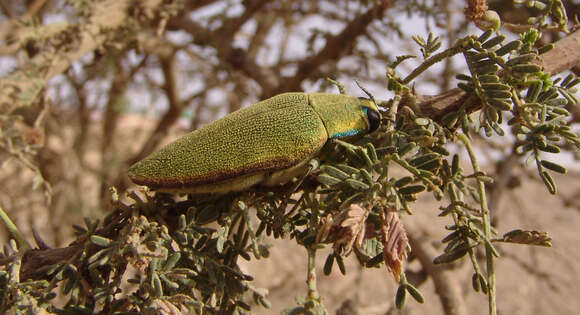 Image of Steraspis squamosa (Klug 1829)