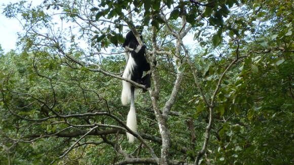 Image of Colobus guereza guereza Rüppell 1835