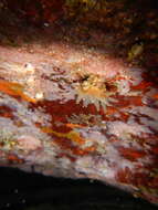 Image of carnation coral