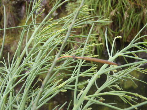 Plancia ëd Indigofera filifolia Thunb.