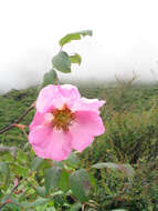 Image of Rosa macrophylla Lindl.