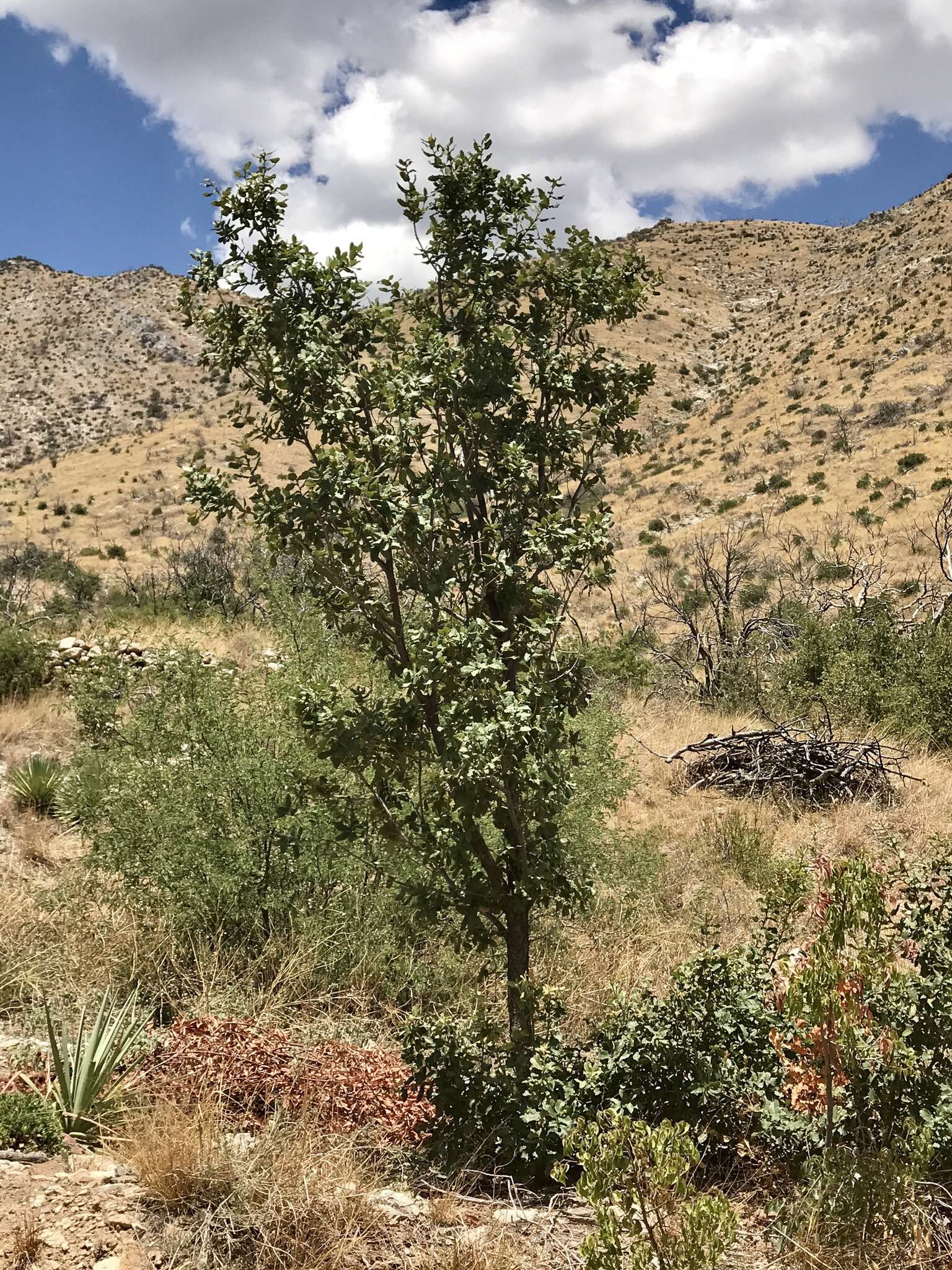 Image of Arizona White Oak