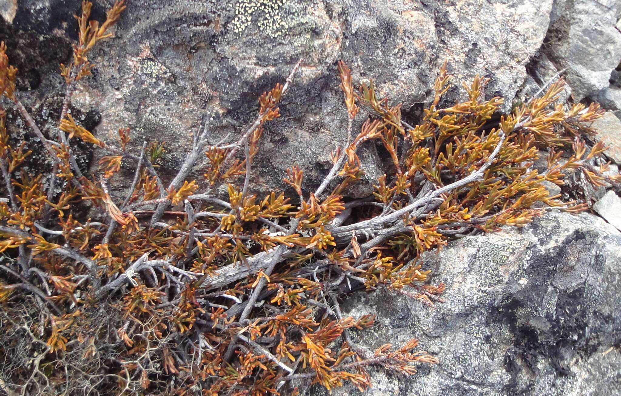 Image of Dracophyllum pronum W. R. B. Oliver