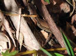 Image of Modest Ground Skink