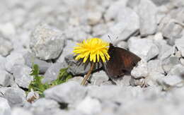 Erebia pluto De Prunner 1798 resmi