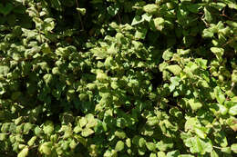 Image of Fuchsia perscandens Cockayne & Allan
