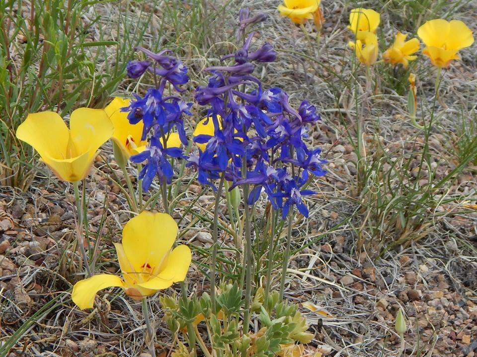 Delphinium scaposum Greene的圖片