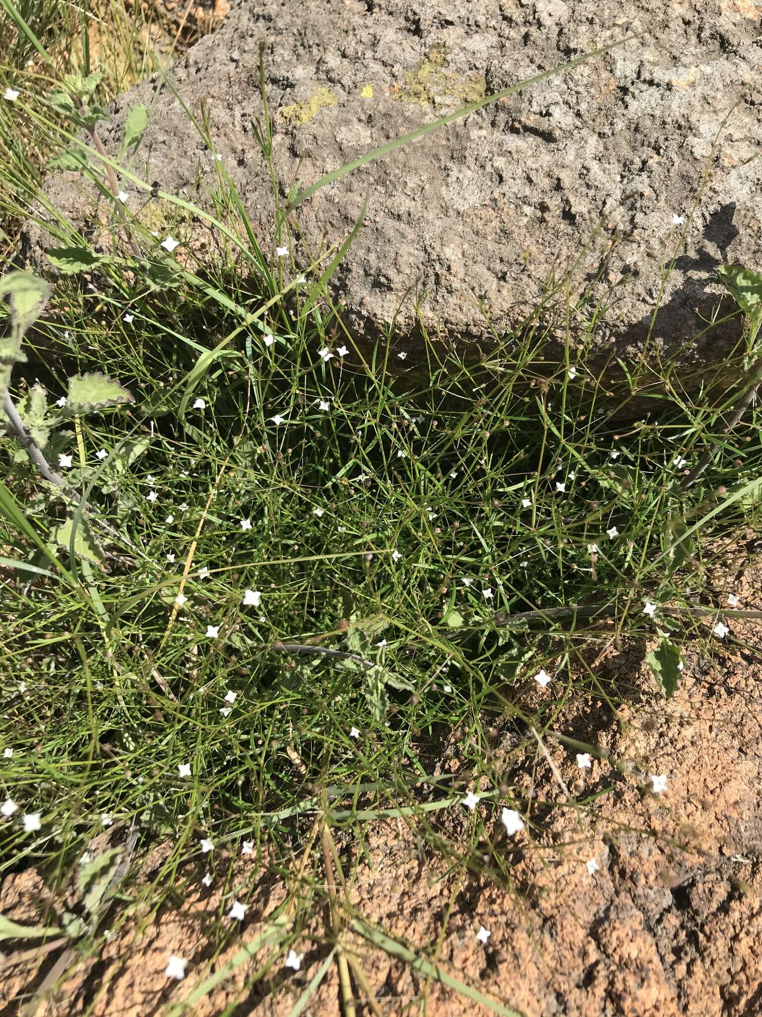 Sivun Oldenlandia herbacea (L.) Roxb. kuva