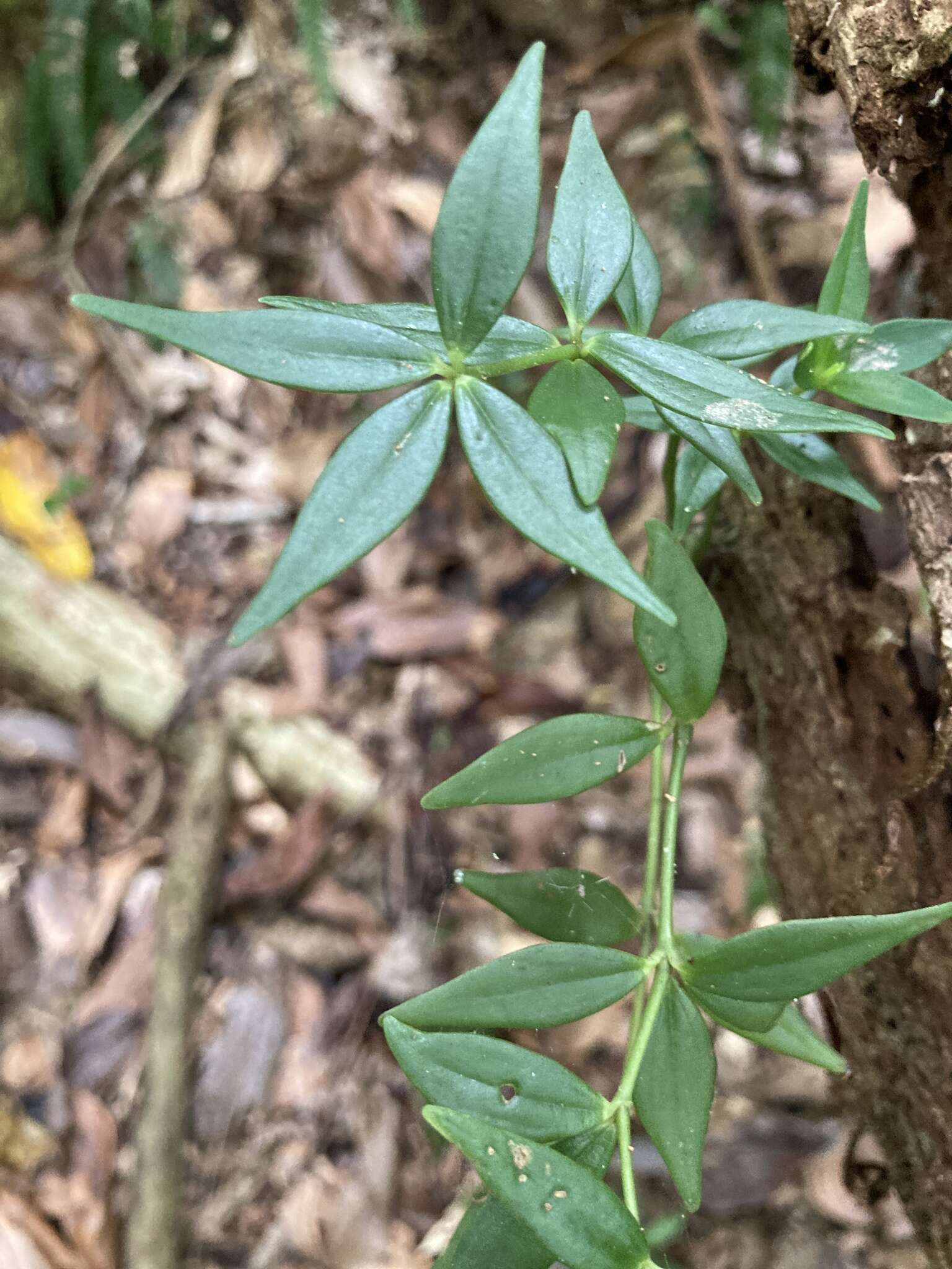 Image of Peruvian peperomia