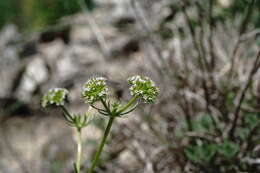 Image of Valerianella uncinata (Bieb.) Dufresne