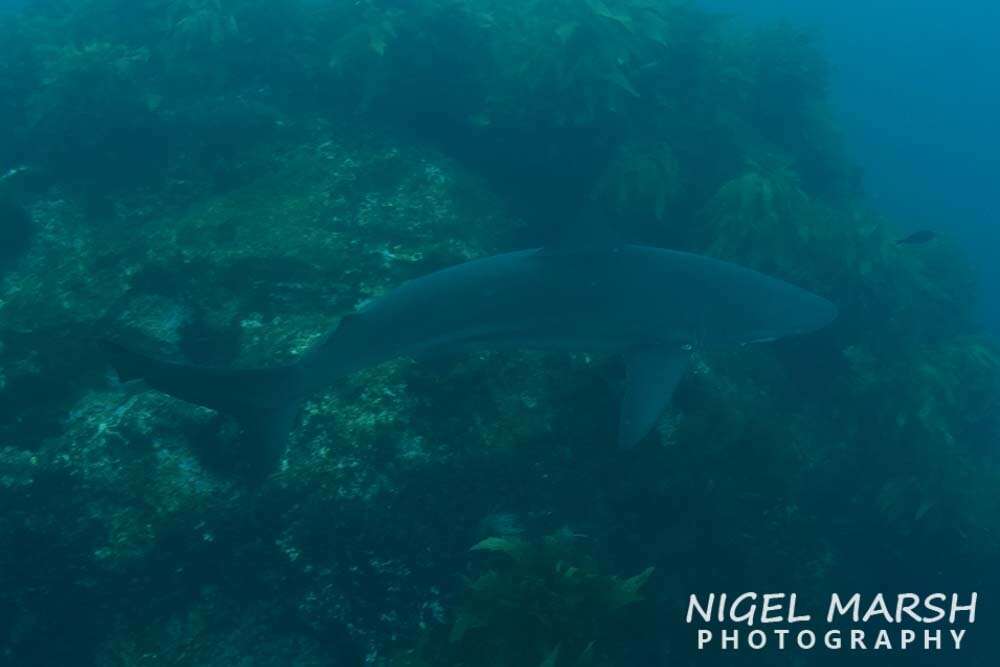 Слика од Carcharhinus brachyurus (Günther 1870)