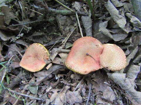 Image of Hortiboletus engelii (Hlaváček) Biketova & Wasser 2015