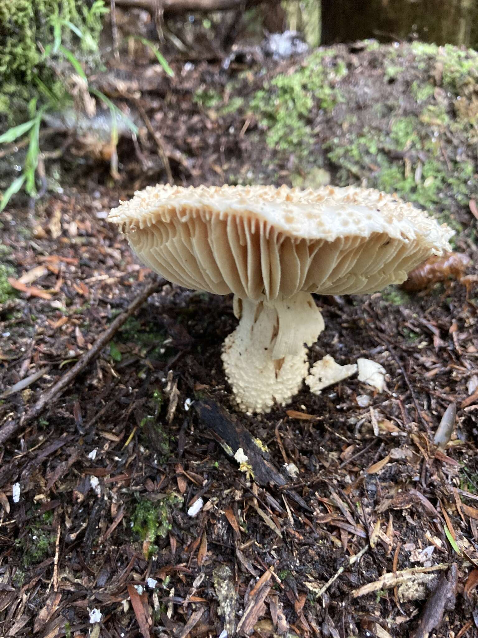 Image of Amanita pareparina G. S. Ridl. 1991