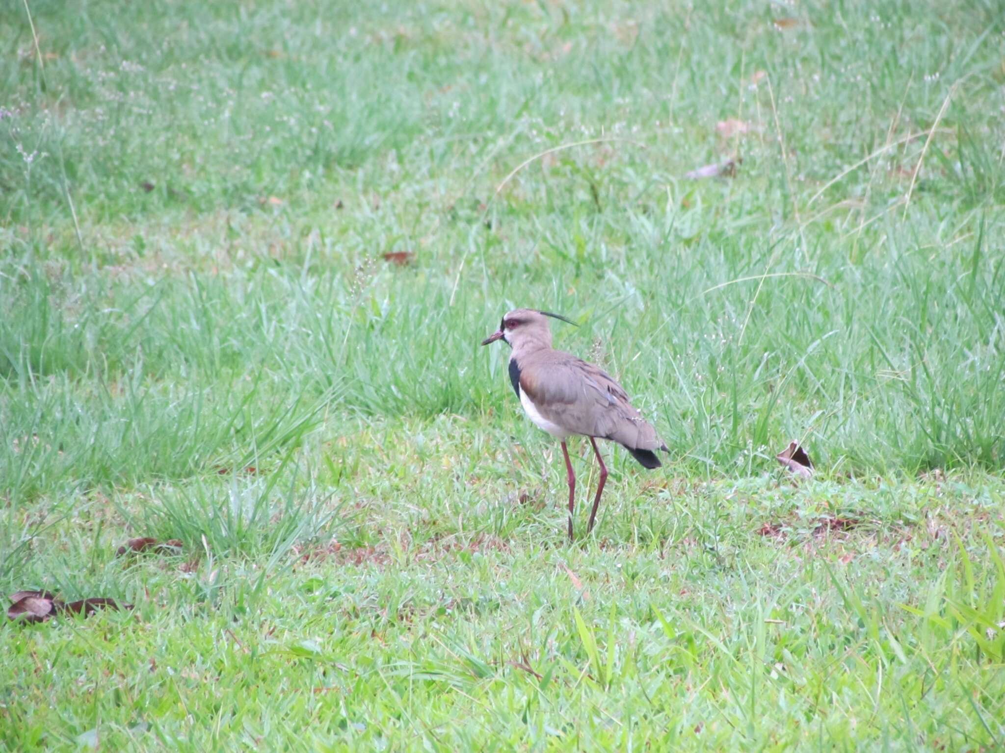 Image of Vanellus chilensis cayennensis (Gmelin & JF 1789)