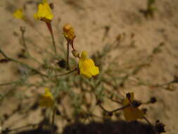 Image of Linaria bipunctata subsp. glutinosa (Hoffmgg. & Link) D. A. Sutton