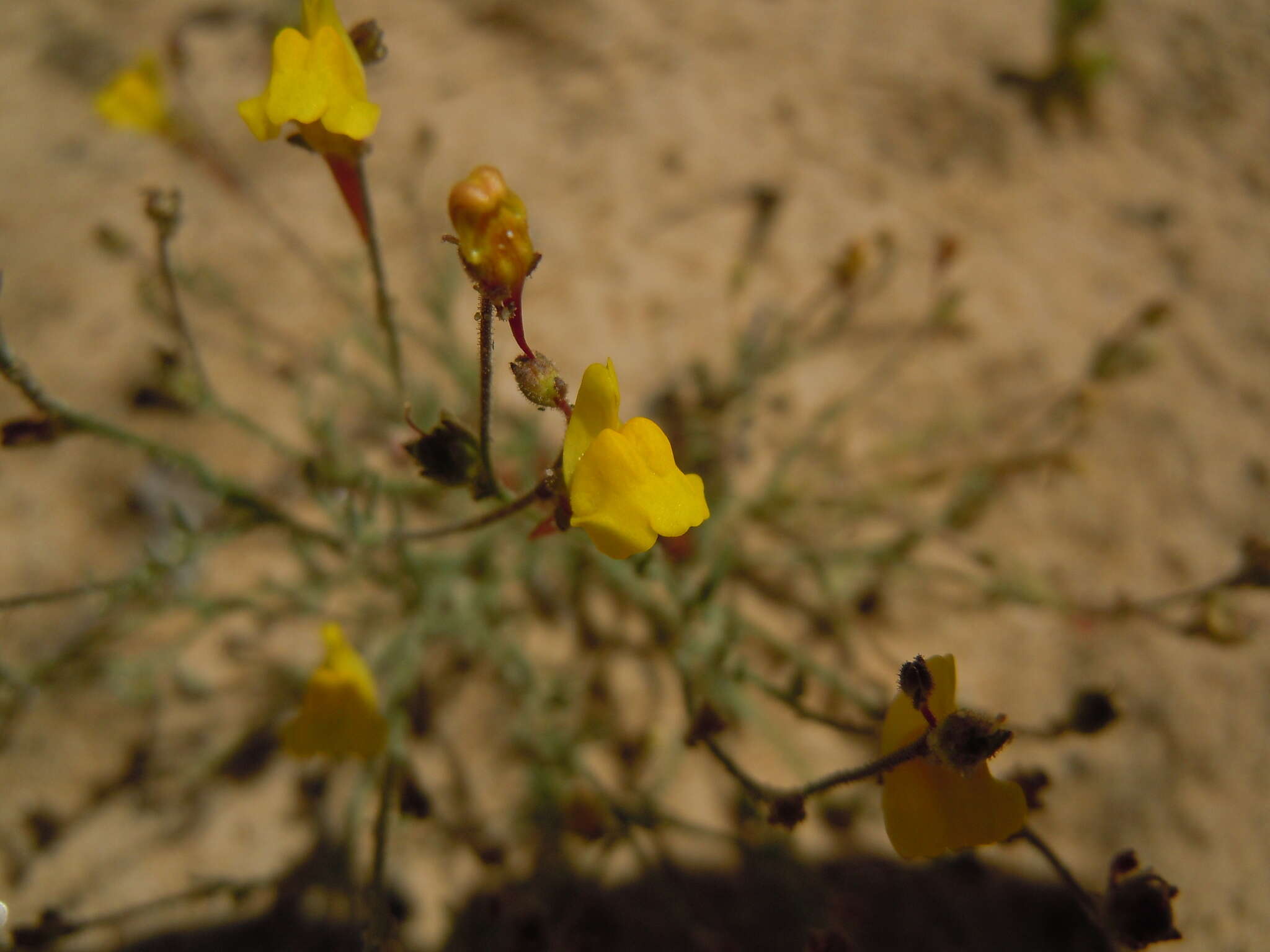 Image of Linaria bipunctata subsp. glutinosa (Hoffmgg. & Link) D. A. Sutton