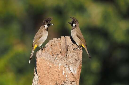 Image of Himalayan Bulbul