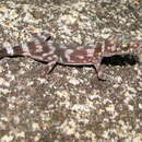 Image of Black Mountain Gecko