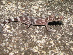 Image of Black Mountain Gecko