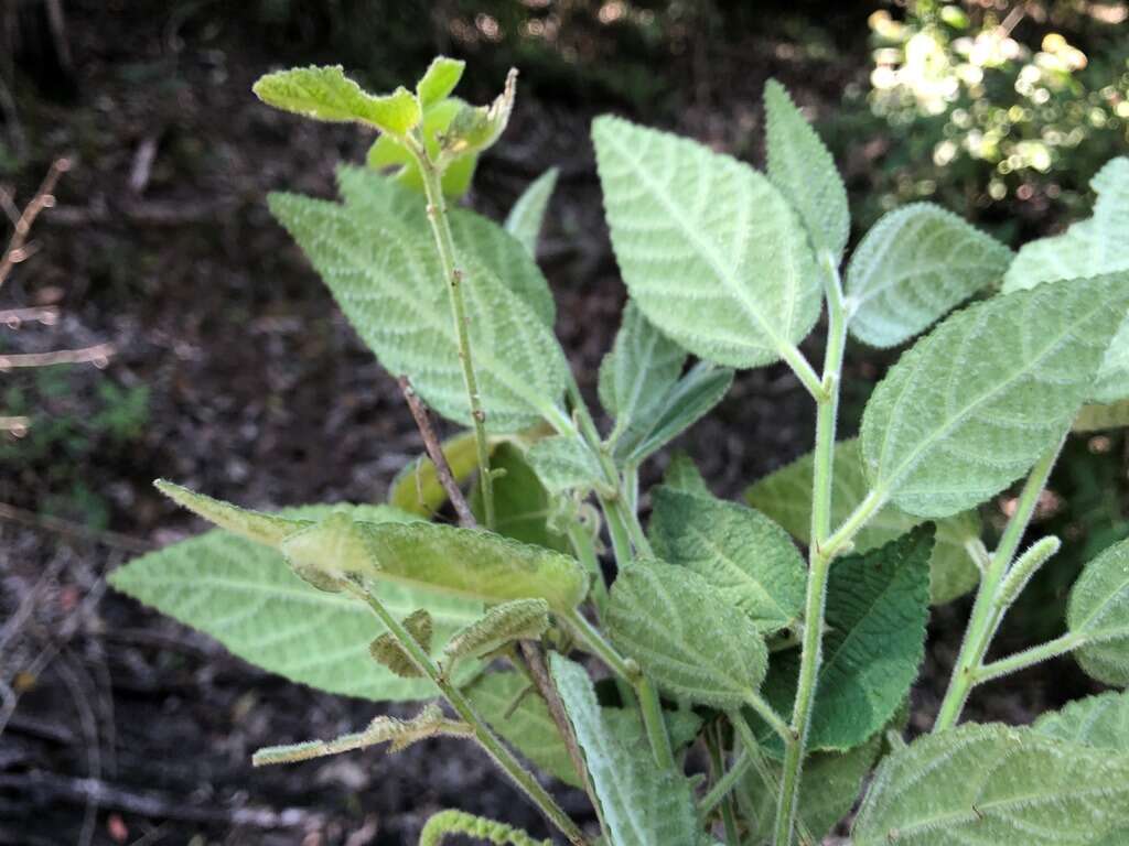 Image of Acalypha nemorum F. Muell. ex Müll. Arg.