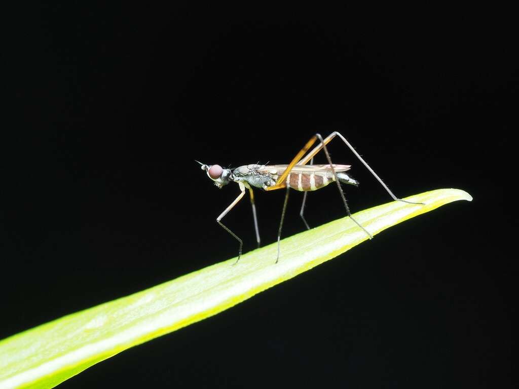 Micropeza corrigiolata (Linnaeus 1767) resmi