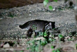 Image of Oriental Civet