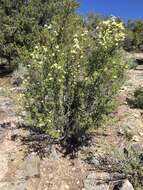 Image of Stansbury cliffrose