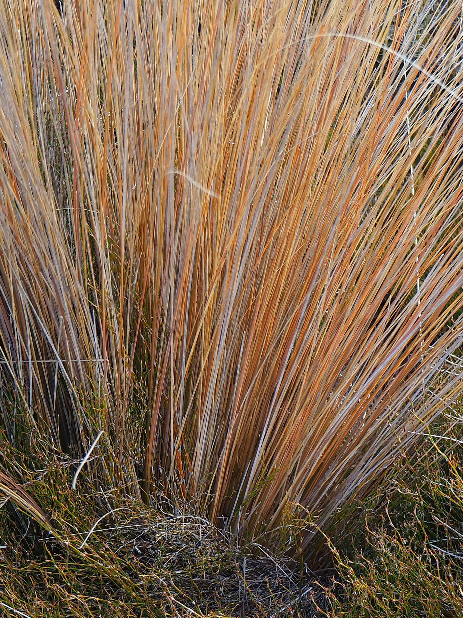 Plancia ëd Chionochloa rubra subsp. cuprea Connor