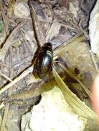 Слика од Hydrophilus (Hydrophilus) ensifer Brullé 1837