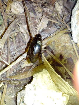 Слика од Hydrophilus (Hydrophilus) ensifer Brullé 1837