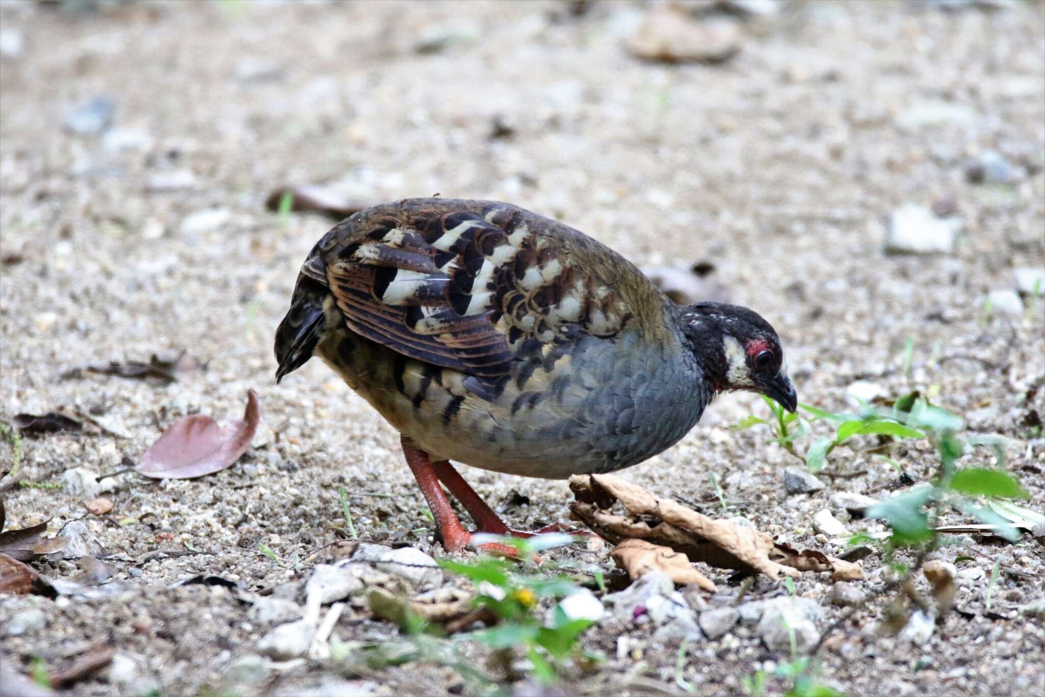 Arborophila campbelli (Robinson 1904) resmi