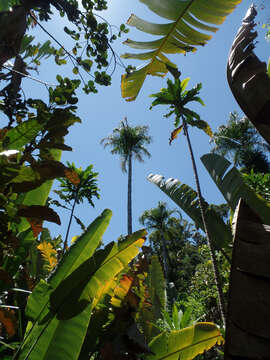 Image of Dypsis carlsmithii J. Dransf. & Marcus