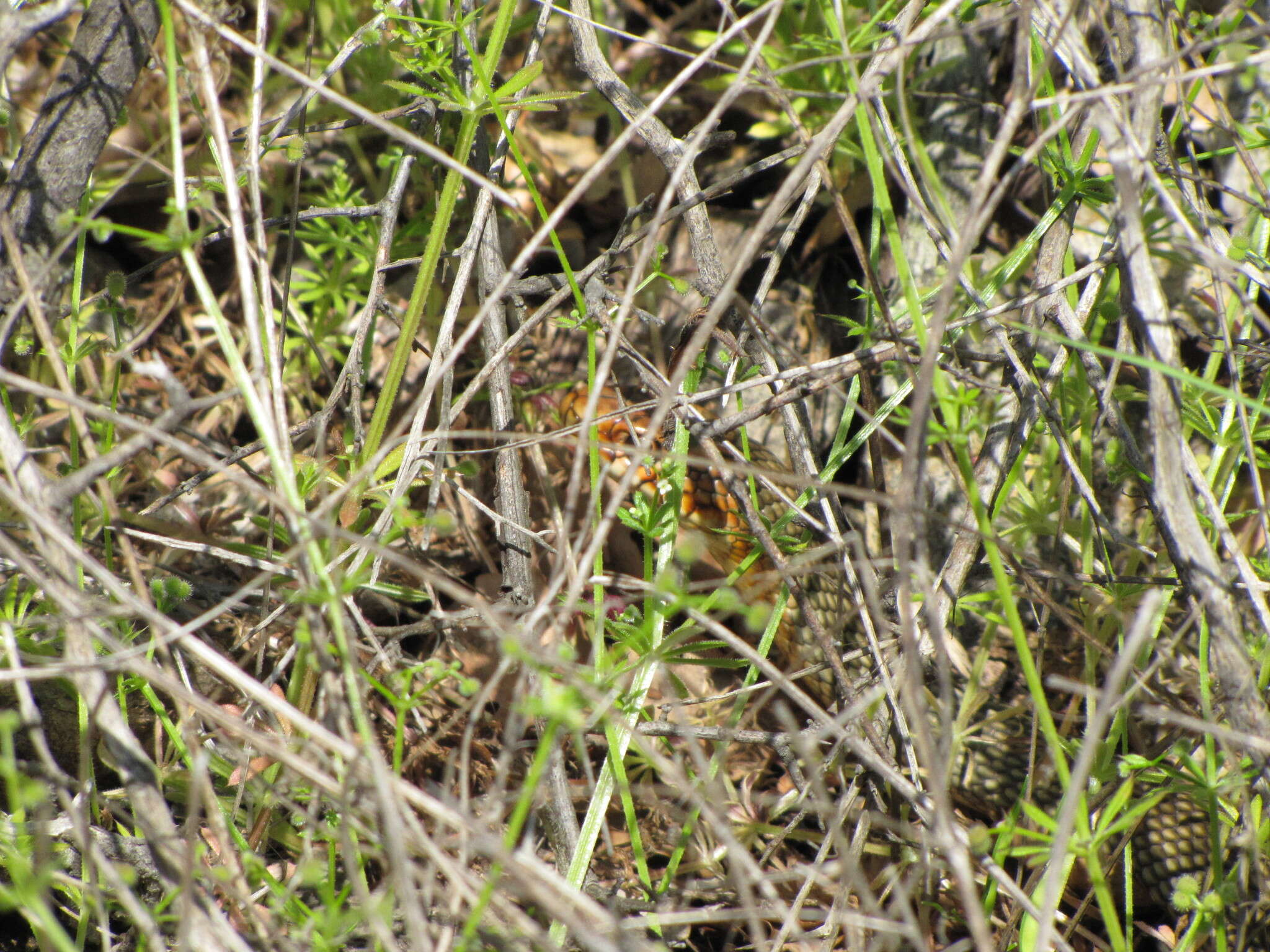 Dolichophis caspius (Gmelin 1789)的圖片