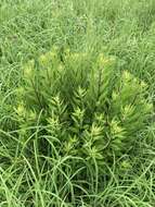 Image of Solidago speciosa subsp. speciosa