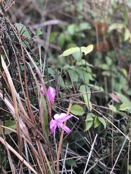 Image of Rhododendron farrerae Tate ex Sweet