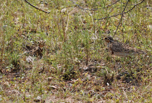 Image of Three-banded Courser