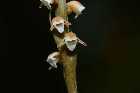 Plancia ëd Peristylus plantagineus (Lindl.) Lindl.