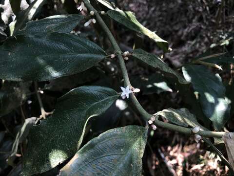 Lasianthus verticillatus (Lour.) Merr. resmi