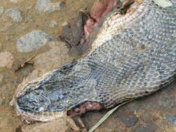 Image of Masked Water Snake