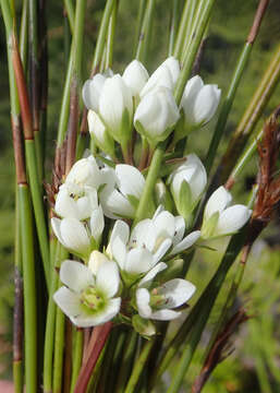 Image of Gentianella chathamica (Cheeseman) T. N. Ho & S. W. Liu