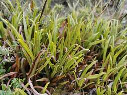 Image of Elaphoglossum gayanum (Fée) Moore