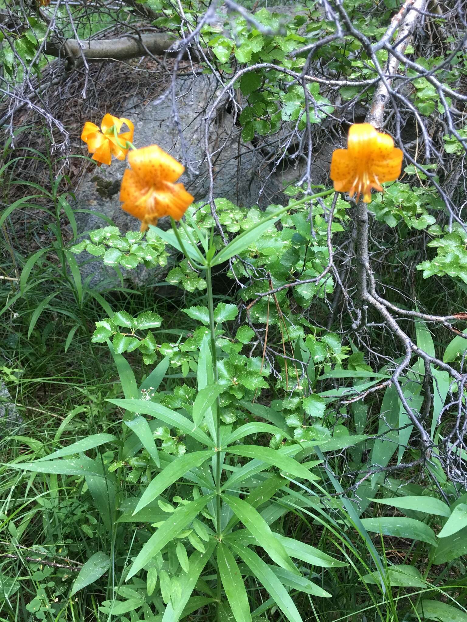 Image of Kelley's lily