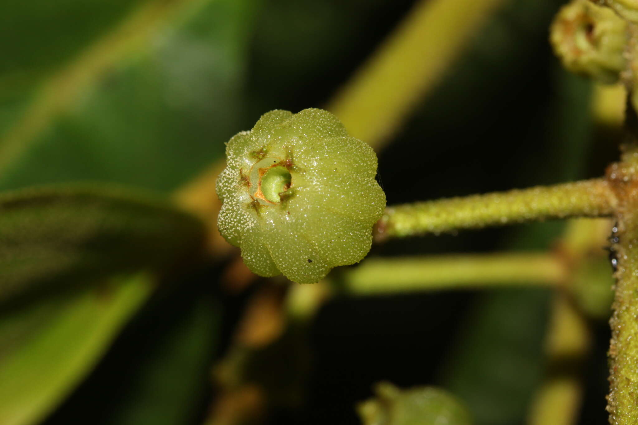 Image de Miconia albertobrenesii Gamba & Almeda