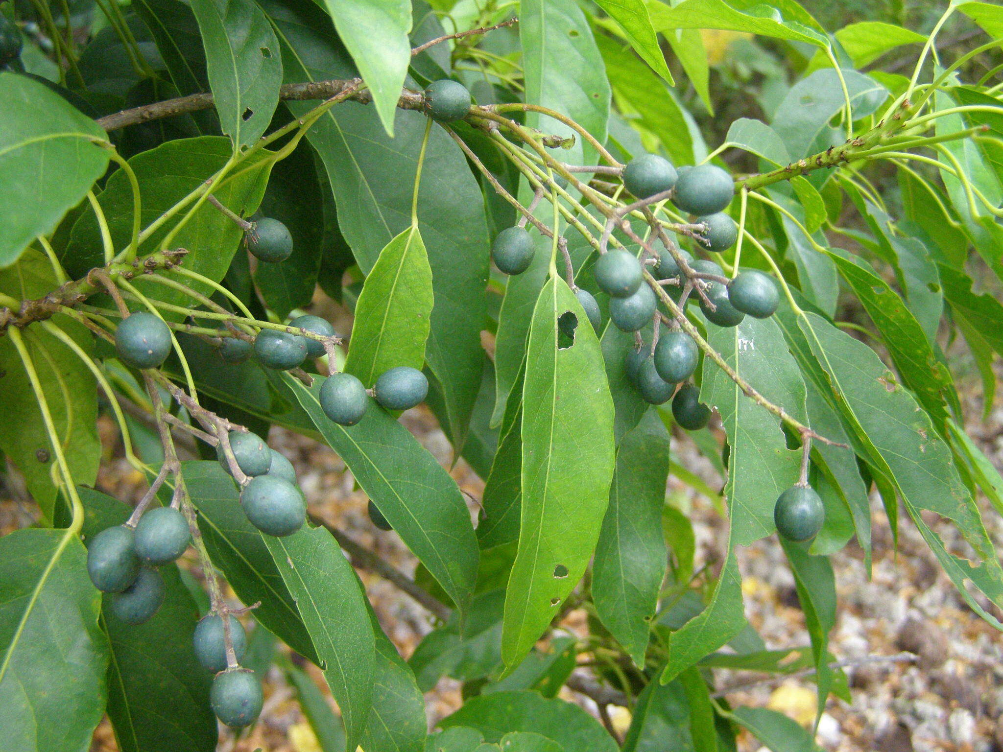 Image of Elaeocarpus floridanus Hemsl.