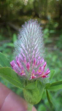 Image of Red Trefoil